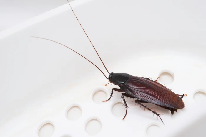 Cockroach Pest Control Services Durham