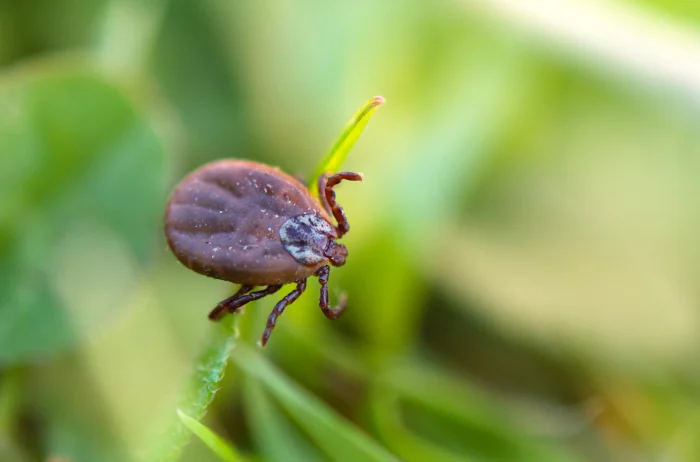 Tick and Jigger Protection Solutions Durham NC