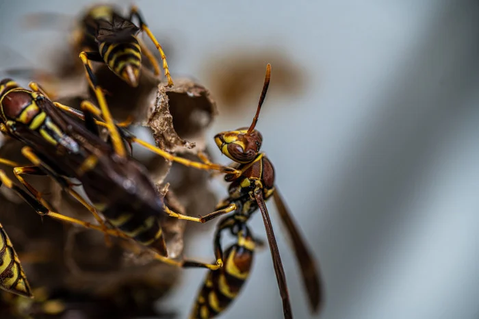 Stinging Insects Pest Removal - Eco Man Pest Solutions