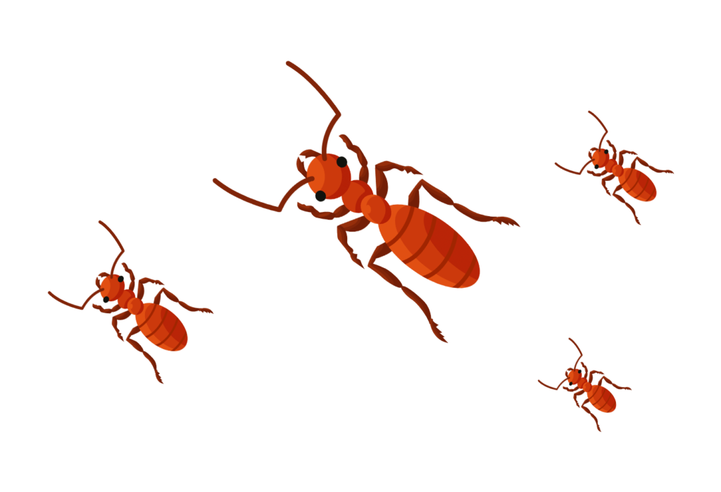 Ant Treatment and Control
