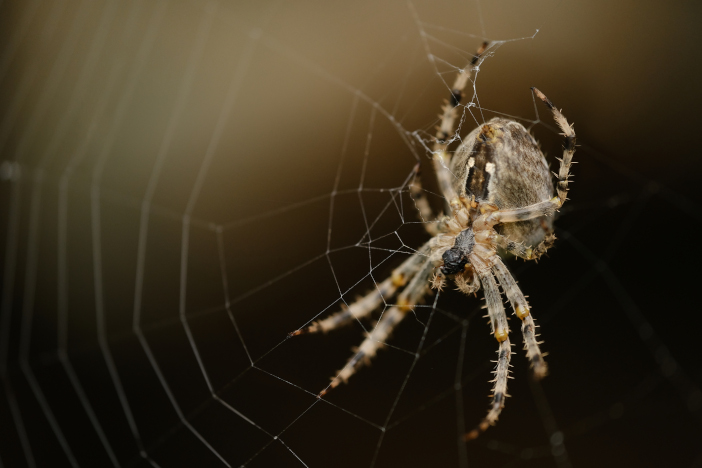Spider Control Services in the Golden Triangle of North Carolina
