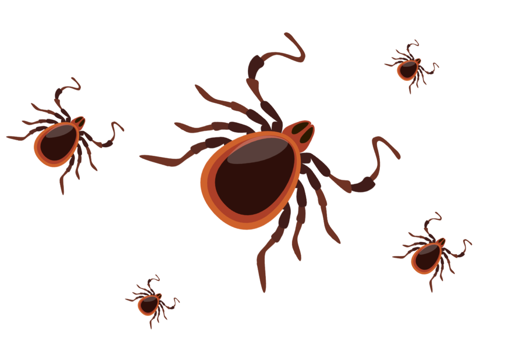 Ticks and Jiggers Pest Control Services