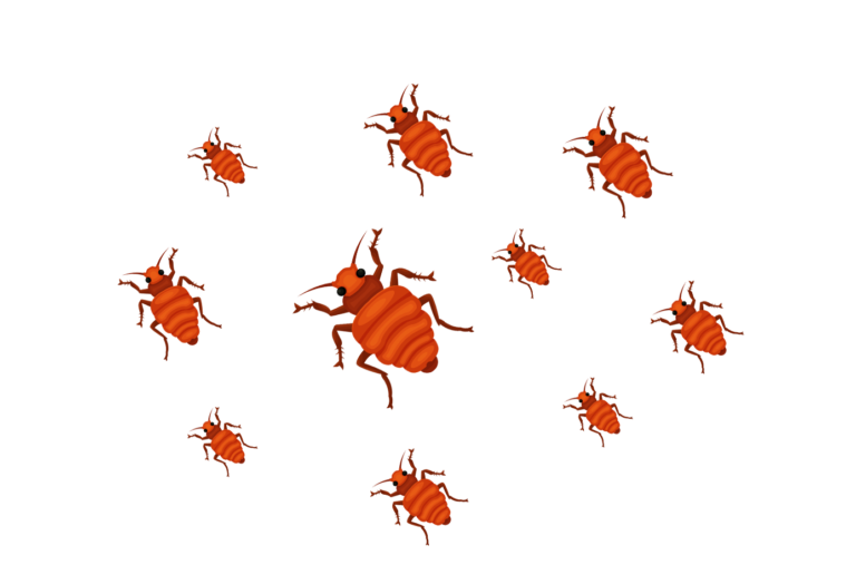 Bed Bug Services and Extermination Durham NC