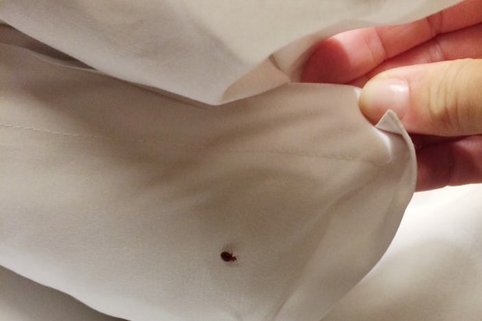 Bed bug services Durham NC Bed bug services Durham NC